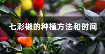 七彩椒的种植时间和种植要点