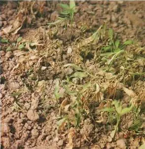 辣椒种植立枯病怎样防治？