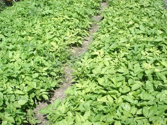 当归的种植方法和时间