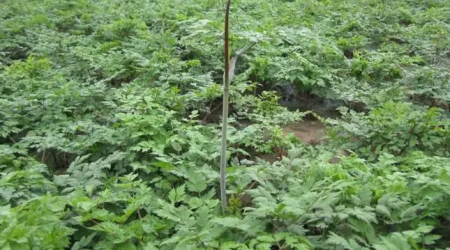 当归的种植方法和产地