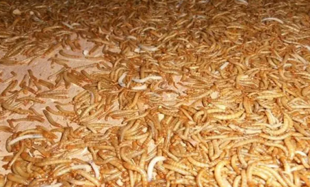 黄粉虫养殖技术与利润怎么样？