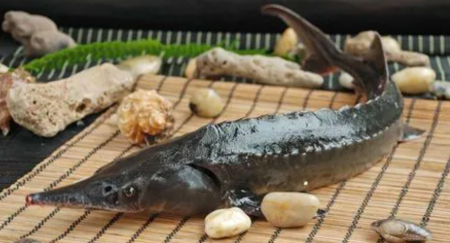 鲟鱼好不好养？