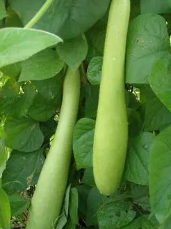 瓠瓜种植技术是什么？