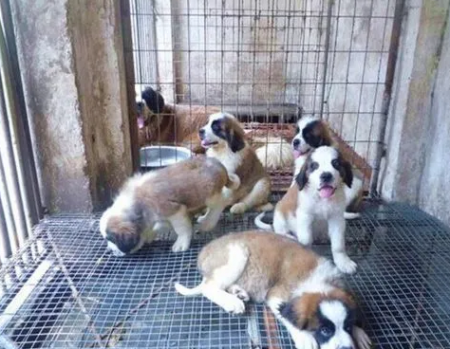 宠物狗养殖场怎么建？