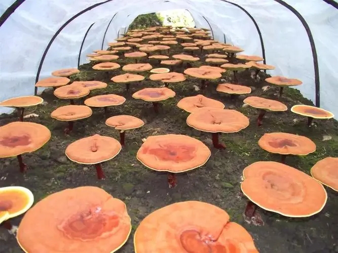 灵芝粉的价格如何？