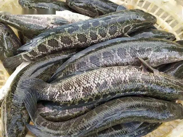 养殖黑鱼赚钱吗？