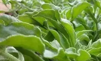 种一亩冰菜收入多少？