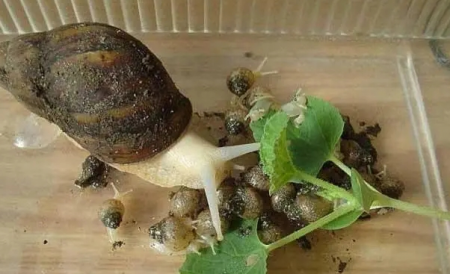 养蜗牛能赚钱吗？