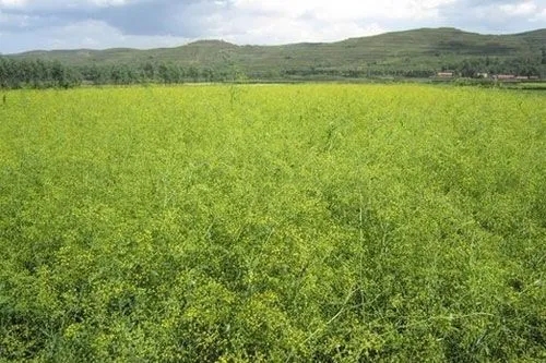 柴胡种植亩产量和市场价多少？