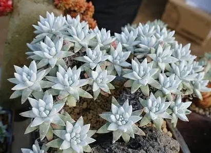 白菊多肉可以怎么分头？