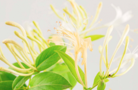 金银花是晚上还是白天开花？
