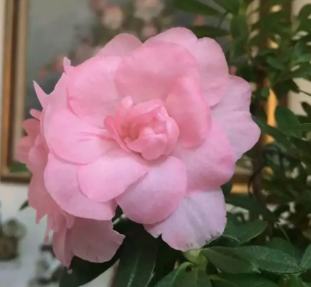 能在北阳台种的杜鹃花品种有哪些？