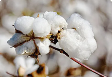 种棉花一亩投入多少钱？