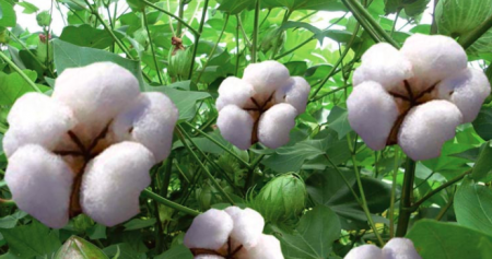 种植棉花需要怎样的自然条件？