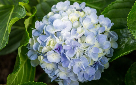 绣球花冬天可以移栽在地里吗？