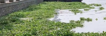 水葫芦亩产多少吨？