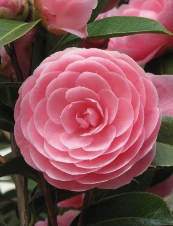 山茶花花语及代表意义