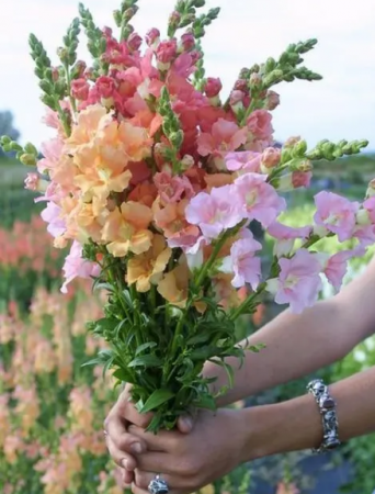 金鱼草的花语是什么？