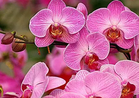 7种代表死亡的花你知道几种？