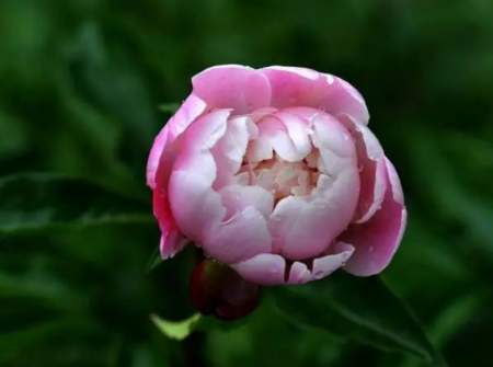 芍药.png
