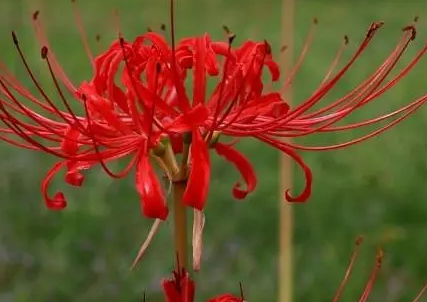 彼岸花的花语是什么意思