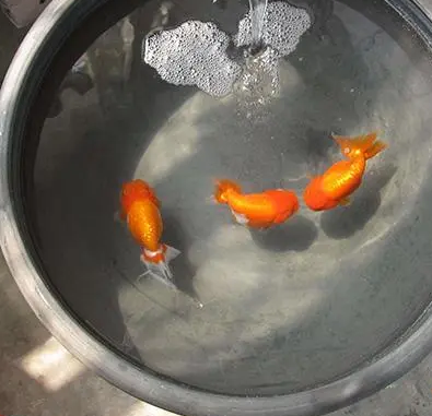 瓦盆金鱼怎么种？