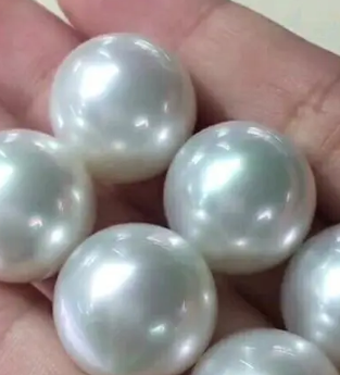 海珍珠怎么种？