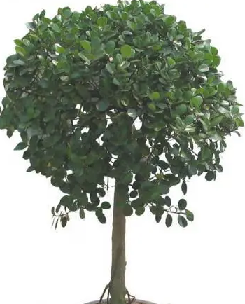 3.png