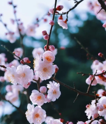 梅花.png