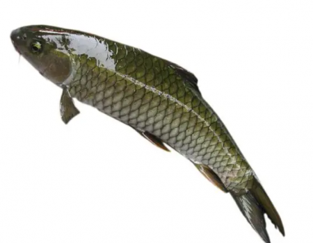 1.png