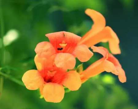 凌霄花种植季节是什么时候呢