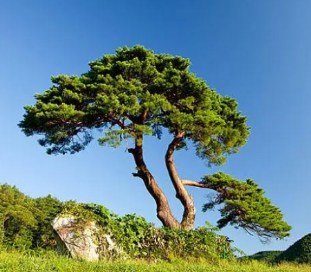 松树.png