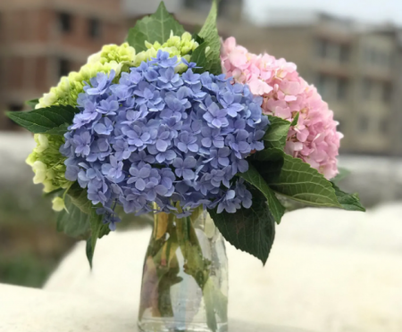 水养绣球花.png