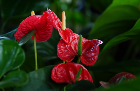 鹅掌花.png