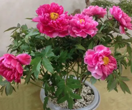 盆栽牡丹花.png