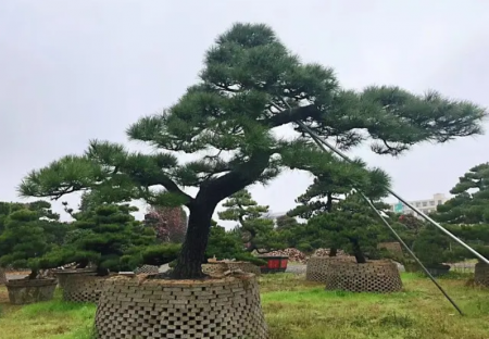 黑松树.png