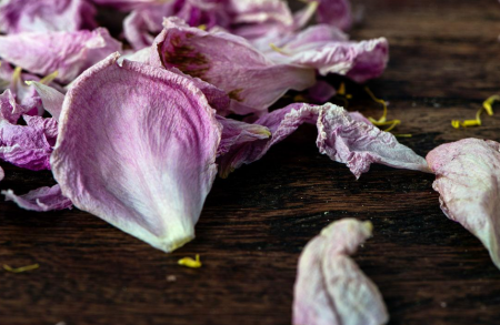 枯萎的花瓣.png