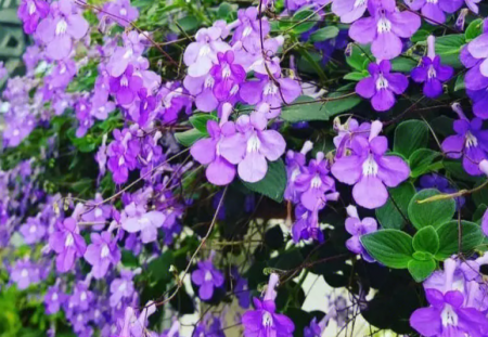 海豚花.png
