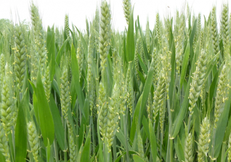 小麦抽穗扬花.png
