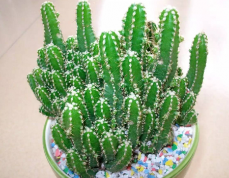 花卉万重山.png