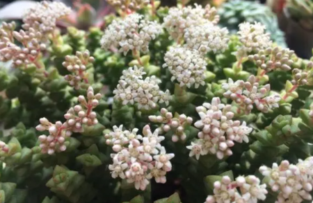 小米星开花.png
