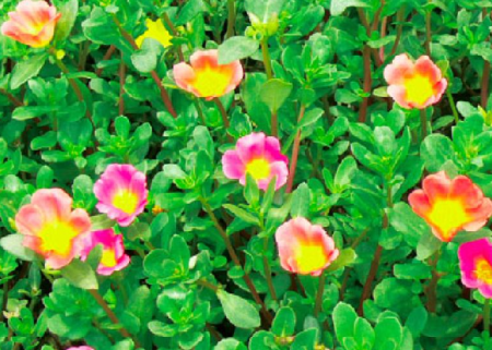 马齿苋花.png