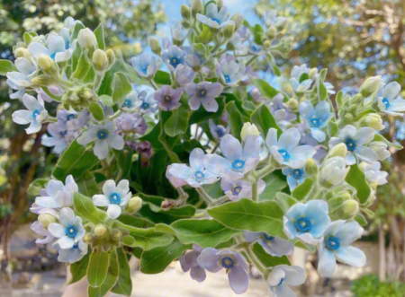蓝星花.png