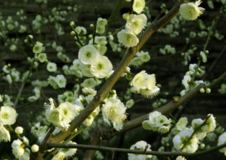 绿梅开花.png