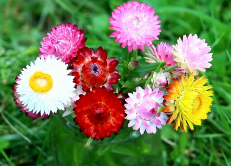 麦秆菊.png