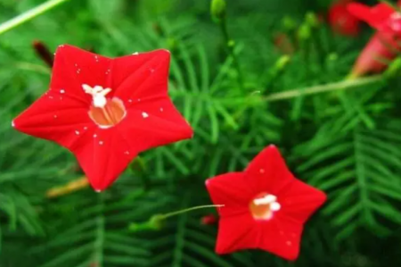 五角星花.png