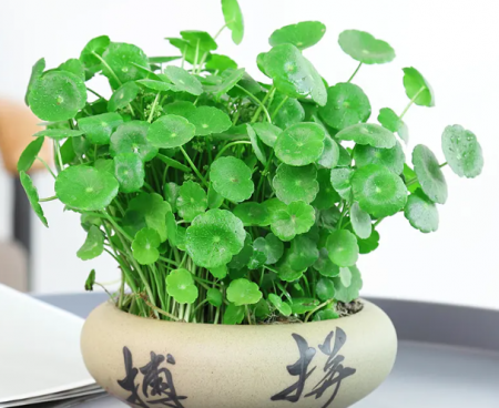 招财元宝水培花.png