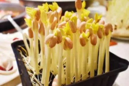 花生芽.png