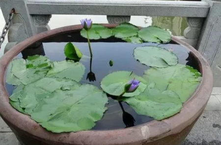 鱼缸里养荷花.png
