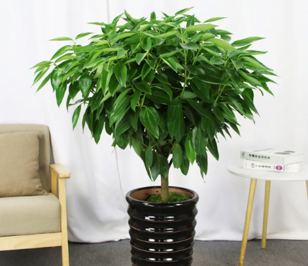 盆栽植物肉桂.png